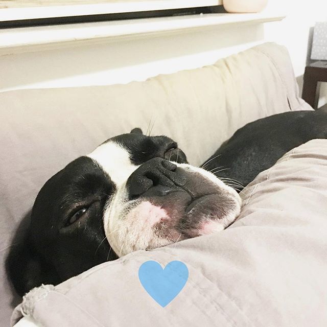 To move, or not to move... That is the question. 🤔
------
Follow <a href="/yobostonterrier/">yobostonterrier</a>
------
Excited photo.

#bostonterrierslifestyle #ilovemybostonterrierty #bostonterrierscute #bostonsofinstagrams #bostonterrierloves #bostonterrierofinstagrams #bostonpuppys #bostonterrierselfi…