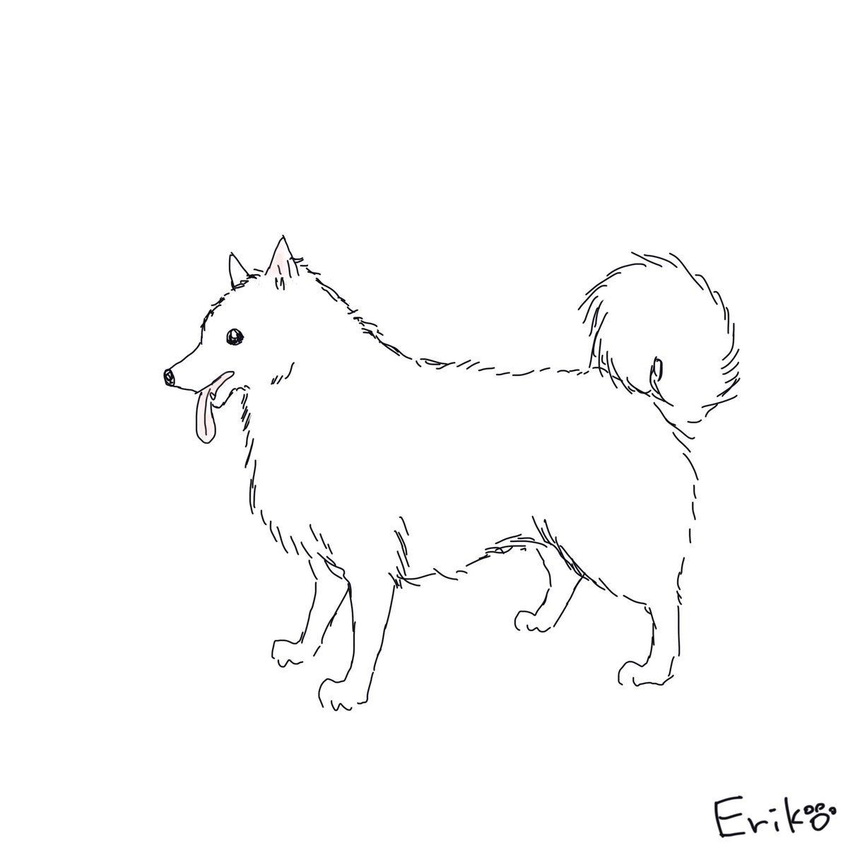 Eriko S Dog Cat Sketch 日本スピッツ スピッツ いぬ 犬 イラスト 犬イラスト Japanesespitz Spitz Dog Applepencil Procreate Illustration T Co Ypajb3wwyg Twitter