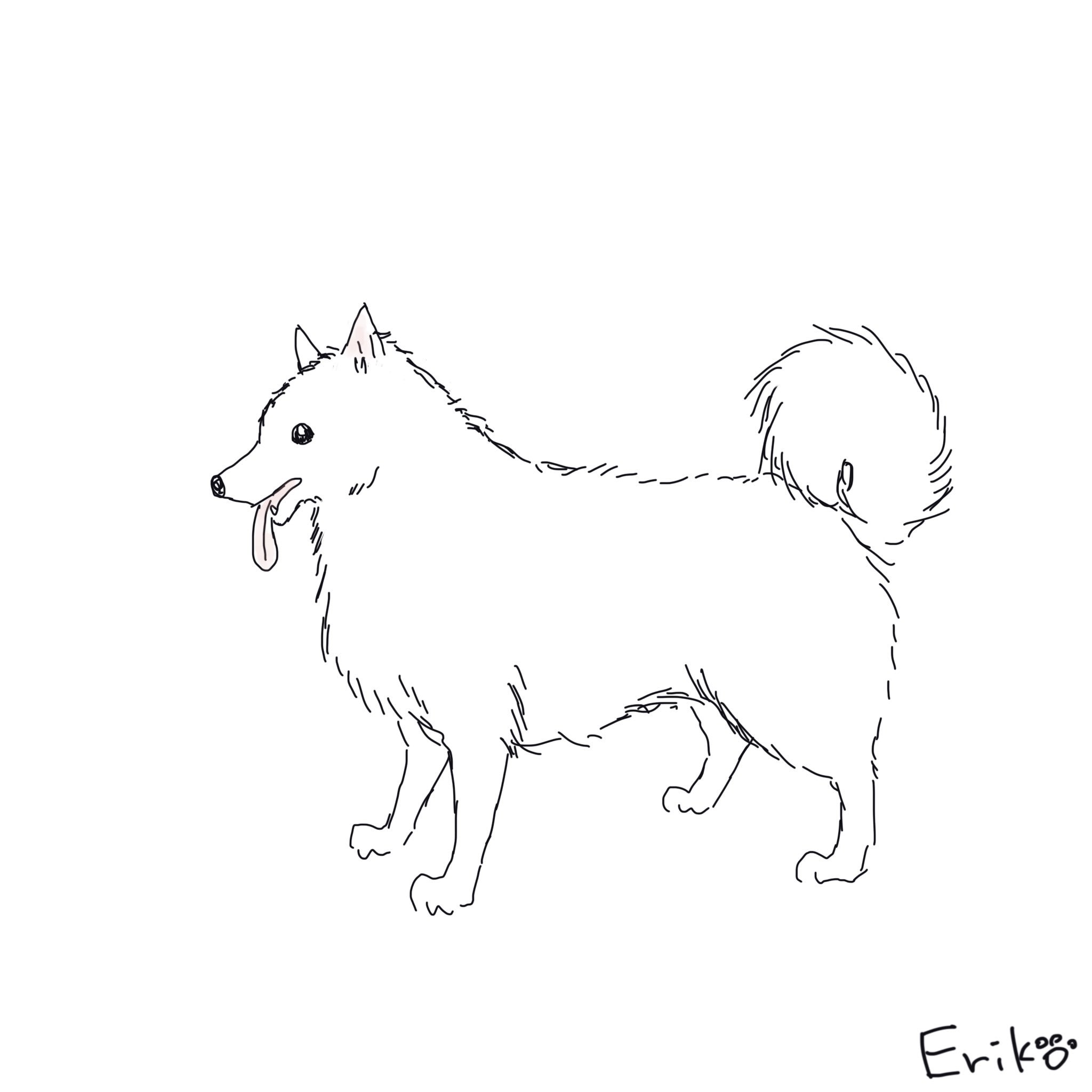 Twitter 上的 Eriko S Dog Cat Sketch 日本スピッツ スピッツ いぬ 犬 イラスト 犬イラスト Japanesespitz Spitz Dog Applepencil Procreate Illustration T Co Ypajb3wwyg Twitter