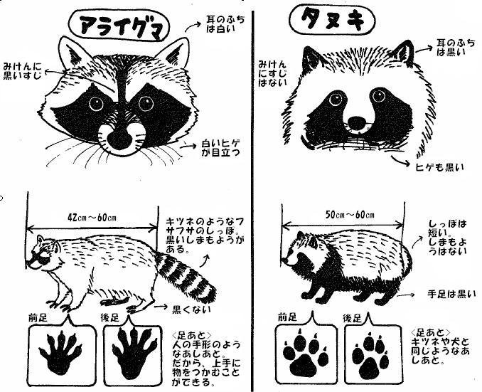 吉澤準特 ロジカルシンキング 図解 アライグマとタヌキの比較表 図解作成の基本 マトリクス アレンジ アライグマとタヌキ 似ているようで実はそれぞれ特徴があります タヌキの肉球は犬のそれと似ています 田舎でおじいちゃんが 犬を飼い始めた 吉澤準特 ロジカルシンキング 図解 アライグマとタヌキの比較表 図解作成の基本 マトリクス アレンジ アライグマとタヌキ 似ているようで実はそれぞれ特徴があります タヌキの肉球は犬のそれと似ています 田舎でおじいちゃんが 犬を飼い始めた
