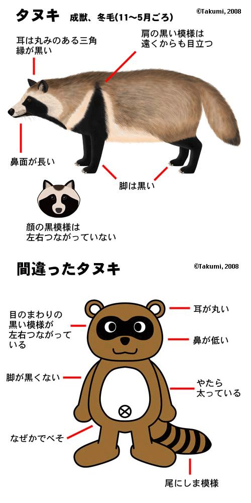 吉澤準特 ロジカルシンキング 図解 アライグマとタヌキの比較表 図解作成の基本 マトリクス アレンジ アライグマとタヌキ 似ているようで実はそれぞれ特徴があります タヌキの肉球は犬のそれと似ています 田舎でおじいちゃんが 犬を飼い始めた 吉澤準特 ロジカルシンキング 図解 アライグマとタヌキの比較表 図解作成の基本 マトリクス アレンジ アライグマとタヌキ 似ているようで実はそれぞれ特徴があります タヌキの肉球は犬のそれと似ています 田舎でおじいちゃんが 犬を飼い始めた