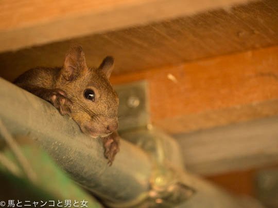 馬とニャンコと男と女 馬とニャンコと男と女 充電 T Co O6auruzpay