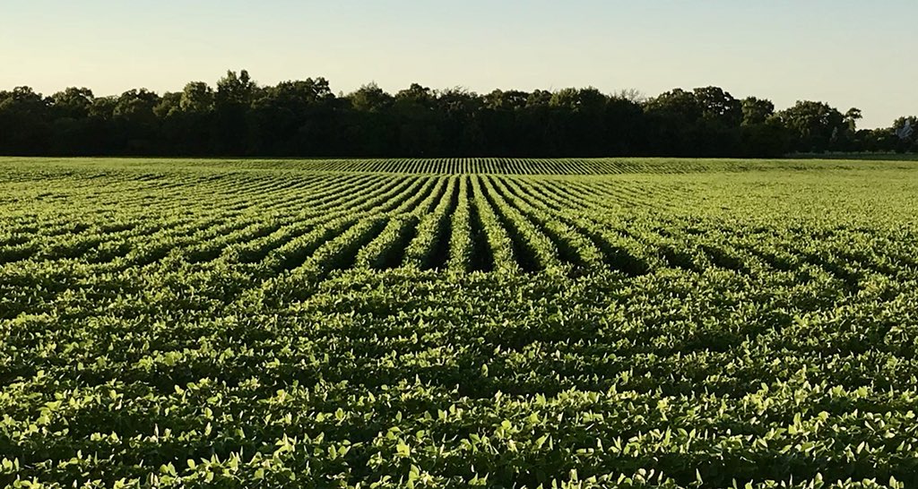 Midsummer soybeans. I love farmscape. #agriculture #soybeans