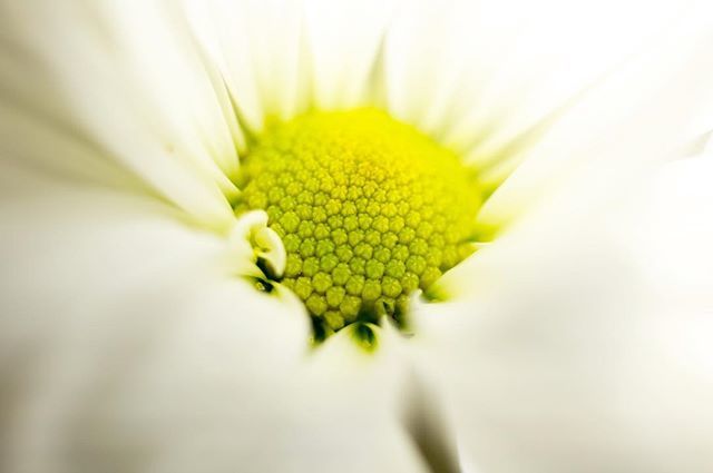 ScientistSnap's tweet photo. Photo of a daisy taken with a lens baby. I love how delicate and soft it looks. #photooftheday #daisy #photoart #photography #photographic #printforsale #photographyart #lensbaby #macrophotography #macro #wabisabi #floralart #bloom #summerblooms #summerf… https://t.co/KWV0JlaF2u https://t.co/dZFSCEYCUF