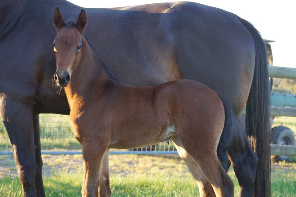 nikkitaross10's tweet photo. Two lovely foals & two super racehorses. Speak No Evil & Poster Boy. Both photographed the same day & both winners of their respective 3yo #VSS18 https://t.co/znYTtdvWe4