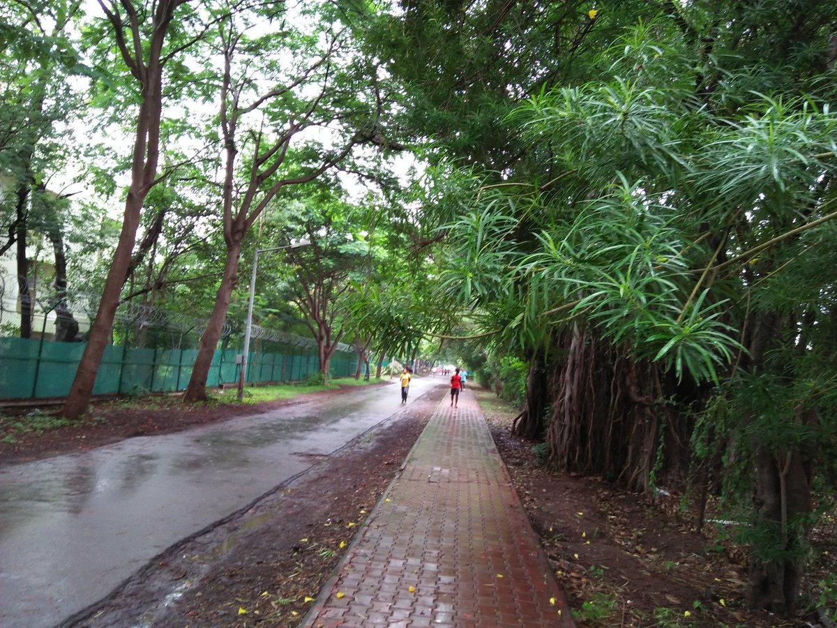 Light showers,  overcast skies, lots of greenery.  Pune beckons!  @ University of Pune.  8am.
