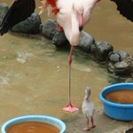 片足練習中のフラミンゴ!赤ちゃんも一緒に頑張る姿がぐうかわｗ