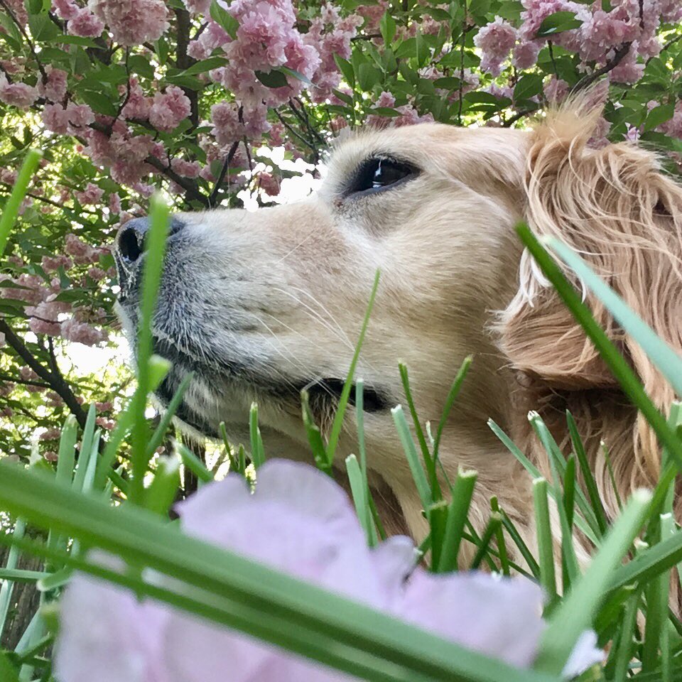 Hopper Dog tweet media