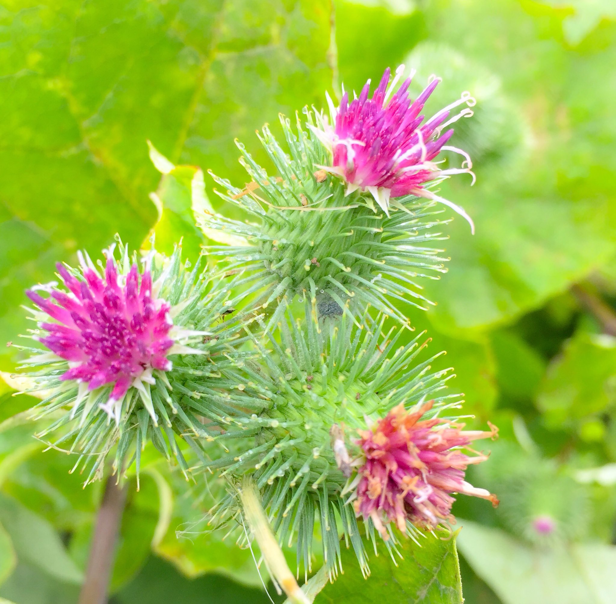 片柳弘史 教会の畑に咲いた 刺々しい感じの花 アザミかと思いきや なんとゴボウの花でした アザミの根も ゴボウに似ているとのこと 親戚なんでしょうね O T Co Tdce1h7xak Twitter