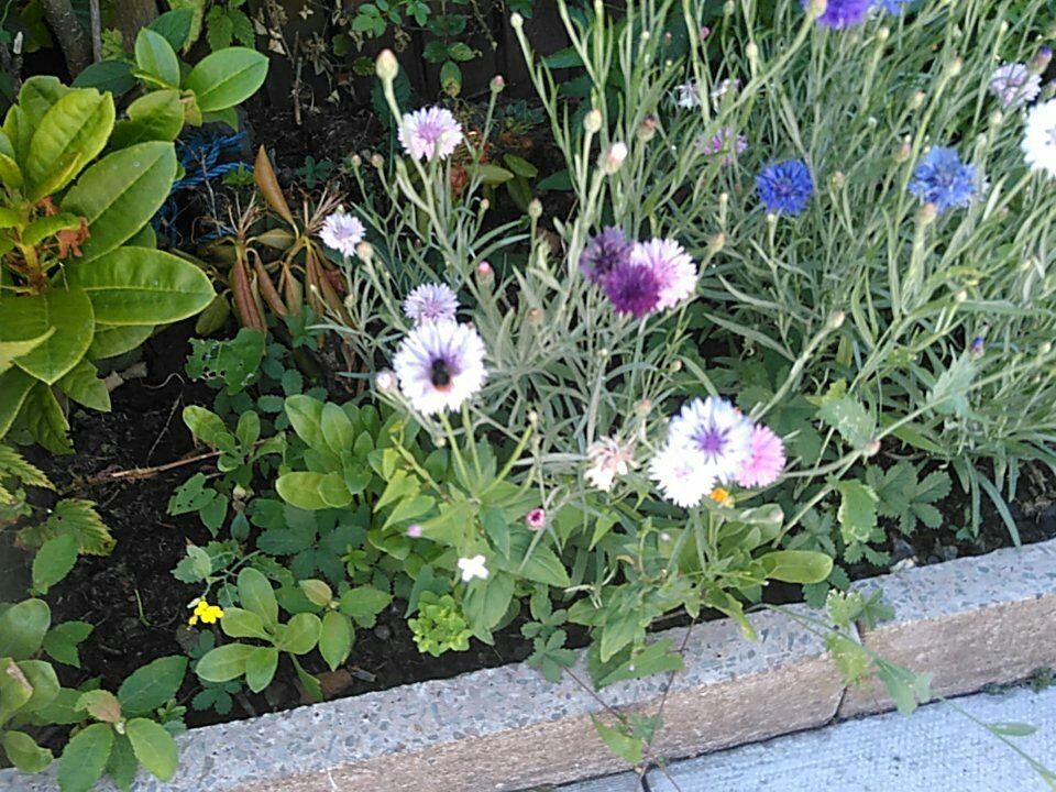 girls_social_'s tweet photo. #savethebees plant more #wildlife #Flowers #bees #bumblebee #cute #garden #nature #Essex #GSWE #love https://t.co/H9TA1zo4lw