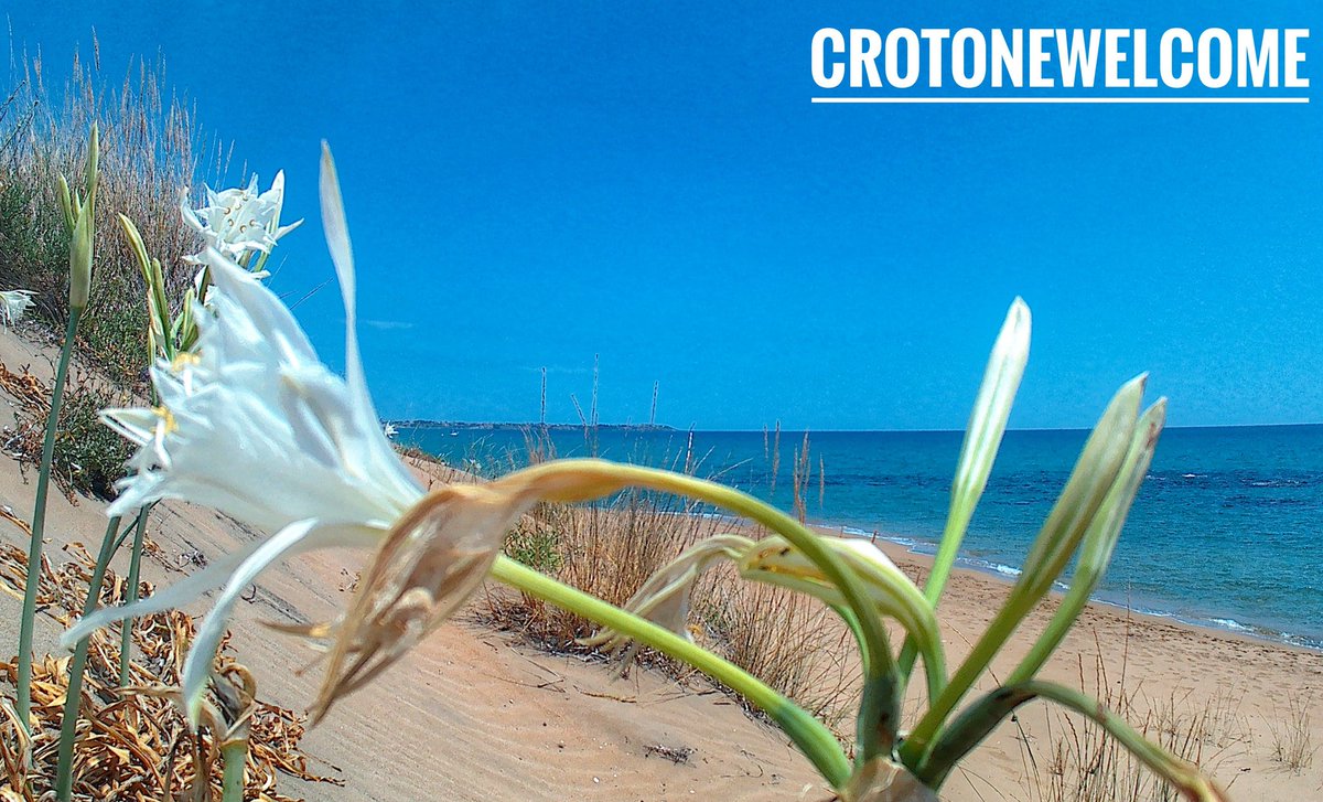 CrotoneWelcome's tweet photo. La #spiaggia dei #gigli, #Sovereto #camping, #Crotone, #Calabria 🌞🌊🌬⛵🌞🌼 https://t.co/4np5R1f5mM