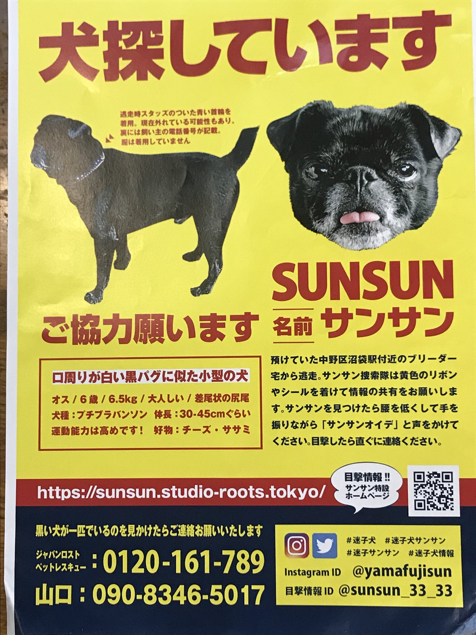 迷子犬サンサン Twitter Search Twitter