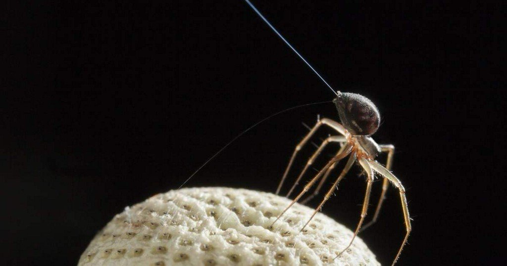 Arachnids may sense electrical fields to gain a true spidey sense pops.ci/kTrHJz