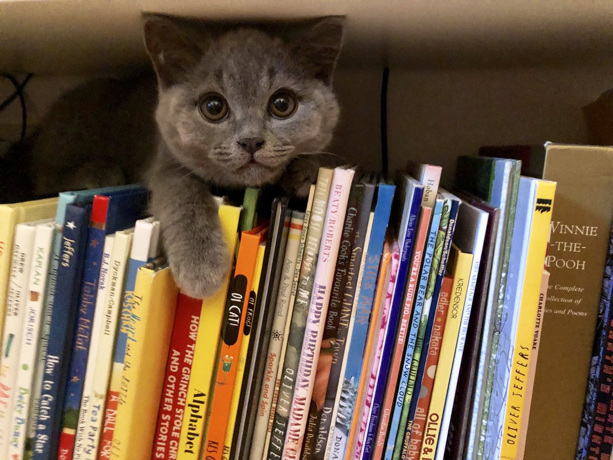 reganwarner's tweet photo. #Kokothekitten loves Oi Cat! @OliverJeffers https://t.co/aAf49JDJr1