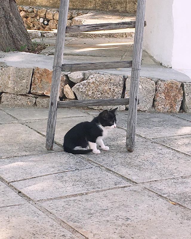 CocoLaVieEnRose's tweet photo. Cuteness everywhere in #Salento #tbt #visititalia #fashion #personalstylist #kitten #weekend #styleinfluencer #fashionbloggeritalia #beautyreporter #styleofday #bloggermoda #beautyblogger #ootdshare #thisisglamour #ModaItalia #italyfashion #italybeauty #… https://t.co/LzAsPH4jd3 https://t.co/TJHsGVTqPM