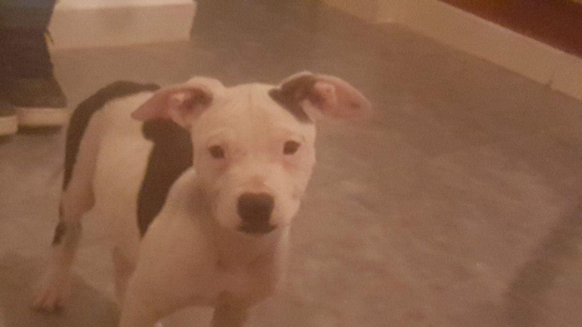 alescapri's tweet image. Mi fiel amigo