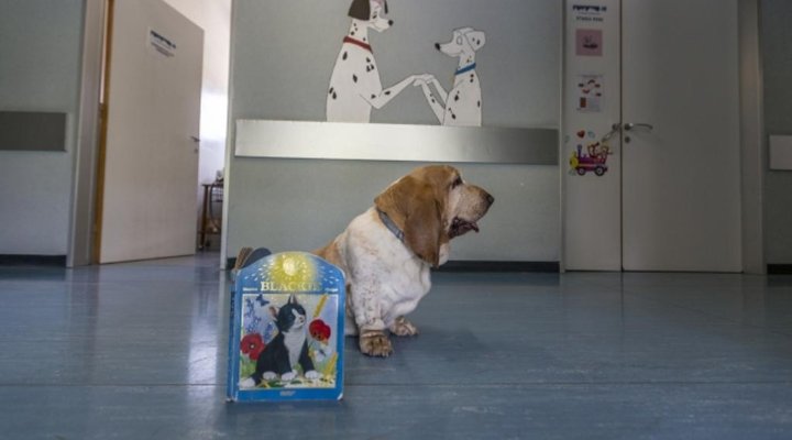 Il reparto pediatrico dell’ospedale Santa Maria Annunziata di Firenze ha aperto le porte alla cagnolina Serena che, due volte al mese, va a trovare i bambini ricoverati e li accompagna in sala operatoria, aspettandoli in particolare al loro risveglio.