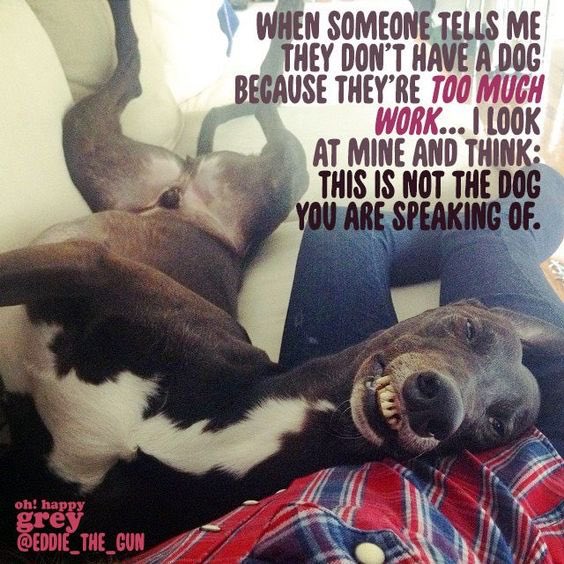 Daddynige01's tweet image. #Greyhounds #2MuchWork