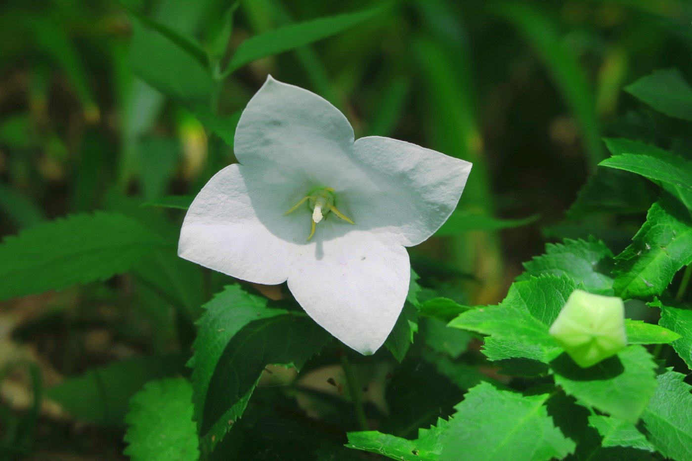 旧古河庭園 No Twitter 桔梗を見ていたらびっくり いつもの 型の5枚花弁ではなく花びらが4枚なんです 2枚目の写真で4枚花弁と5枚花弁 の違いが分かりますか 調べてみると四つ葉のクローバーのように珍しいみたいです 四枚花の桔梗 皆さんにも良い事がありますよう