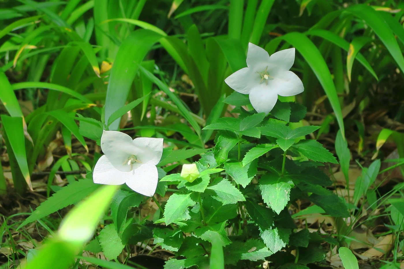 旧古河庭園 No Twitter 桔梗を見ていたらびっくり いつもの 型の5枚花弁ではなく花びらが4枚なんです 2枚目の写真で4枚花弁と5枚花弁 の違いが分かりますか 調べてみると四つ葉のクローバーのように珍しいみたいです 四枚花の桔梗 皆さんにも良い事がありますよう
