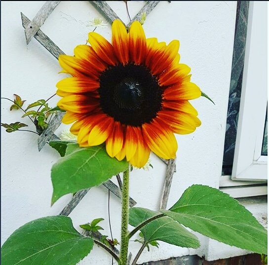 SlimmingWorld's tweet photo. Its sunshine and flowers here at #SlimmingWorldHQ today as 42 Slimming World men arrive to hot things up at the #SWManoftheYear 2018 finals! #SlimLikeaMan https://t.co/eGuIagjHje