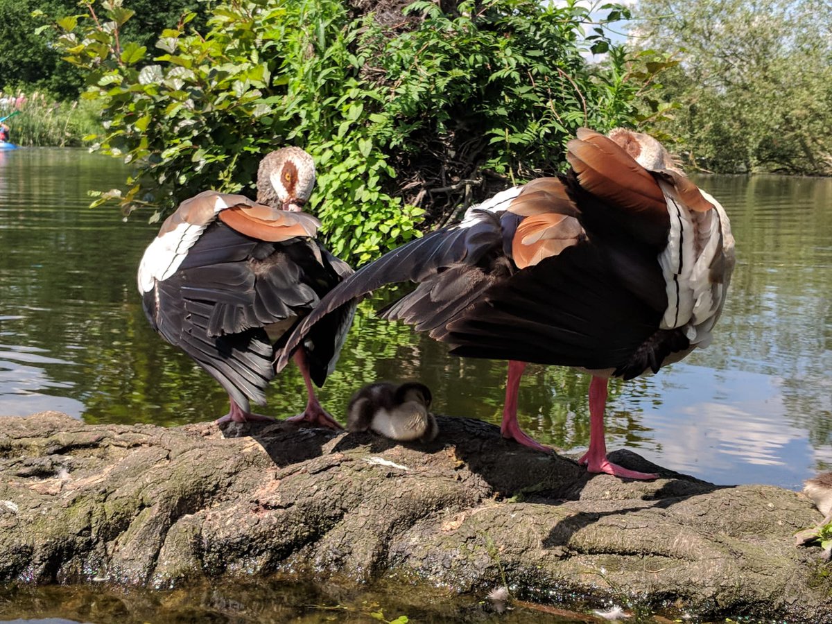 What a day! now time to escape and unwind <a href="/OsterleyNT/">Osterley Park</a>, there is so much to do, so much to see: Enjoy the day and @G0Canoeing on the lake, maybe bring a picnic. Noon - 4 pm: thesharks.org.uk

<a href="/GetActiveLDN/">GetActiveLondon</a> <a href="/GetYrselfActive/">Get Yourself Active at Disability Rights UK</a> <a href="/bbcgetinspired/">BBC Get Inspired</a>