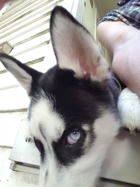 BP_Smith's tweet photo. .#NotInChurch. Hutch is so done with your bullshit. #RBF. https://t.co/lHuExTygdm
