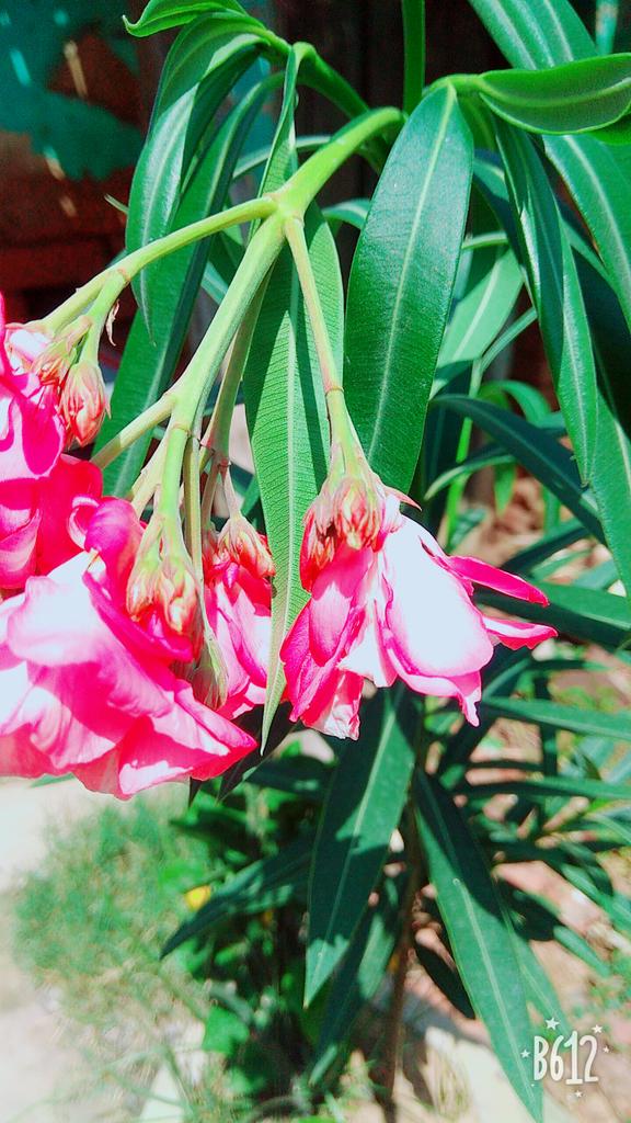 ShaliniModi4's tweet photo. 🌸🌸😍Love.... https://t.co/6r79Xm3Nq0