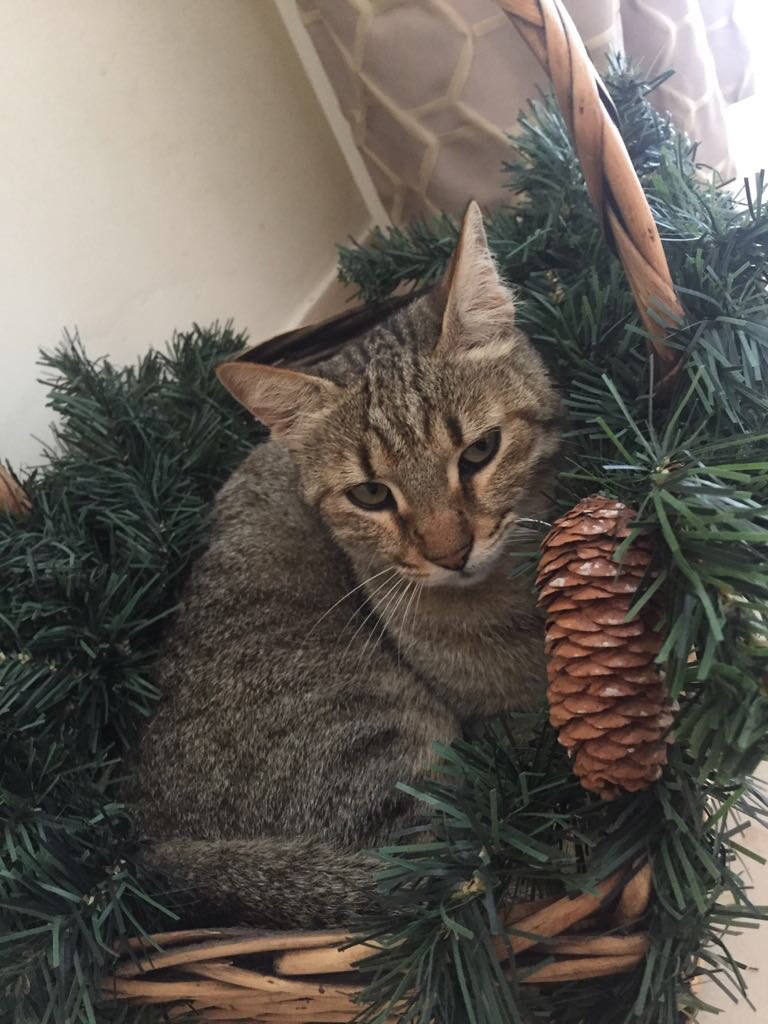 Mark Cutajar (@cutajar_mark) on Twitter photo A couple with a white car yesterday eve took my daughters cat in marsascala. Can you please be so kind and return it . The cat had just lost his collar .<a href="/animalwelfarecd/">Act: Animal Welfare</a> A couple with a white car yesterday eve took my daughters cat in marsascala. Can you please be so kind and return it . The cat had just lost his collar .<a href="/animalwelfarecd/">Act: Animal Welfare</a>