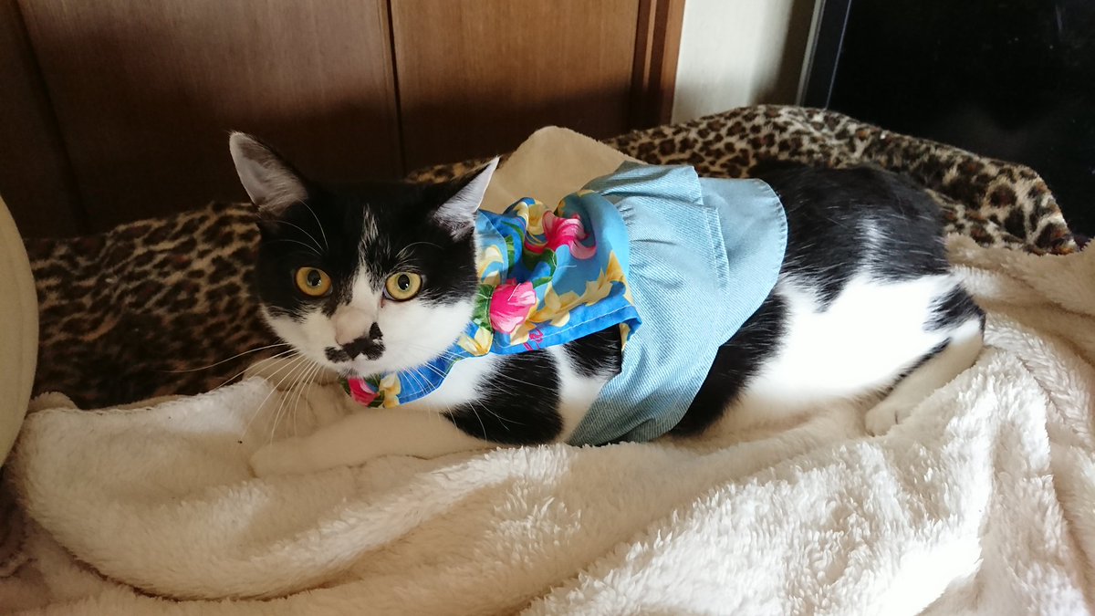 猫工房まる 猫服 小型犬 下を短めに男の子むけ 猫 猫シュシュ 猫ワンピース シュシュワンピース ミンネ ミンネで販売中