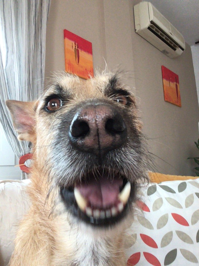 mr dylan the dog (dillyfrog) Twitter