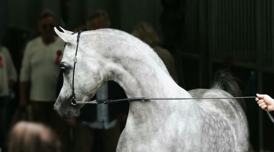 YMccolvin's tweet photo. Best of luck to my friend’s very handsome boy Tuscany, at the show today. An absolute beauty. #arabstallion #SundayMorning #equestrian https://t.co/NyyLHmNEAj