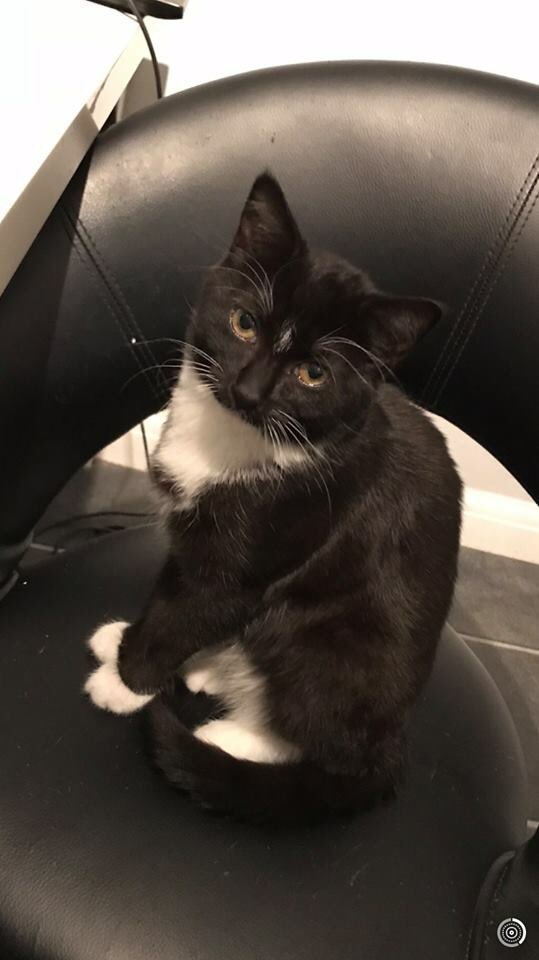 **LOST CAT** please RT. #Cat #LostCat #Brighton #Hove #LostCatsBrighton