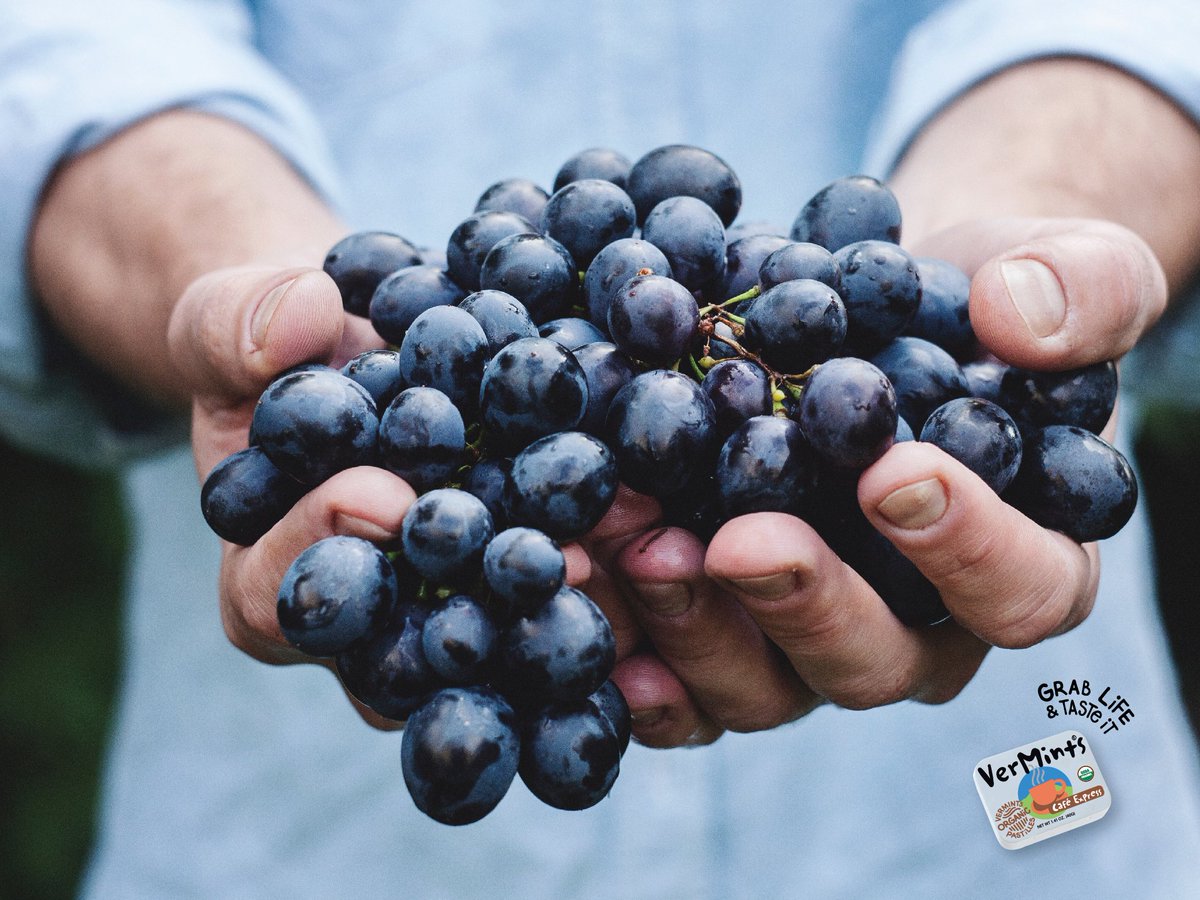 VerMints's tweet photo. Happy National Blueberry Day!
.
.
#blueberry #blueberrypicking #holiday #activities #familyfun #sundayfunday #blueberrypie #blueberrymuffins #blueberrypancakes #poetry #JamesAOwen #heretherebedragons #cafeexpress #organic #organicmints #vegan #glutenfree #nongmo #kosher https://t.co/LCrX0bNInh
