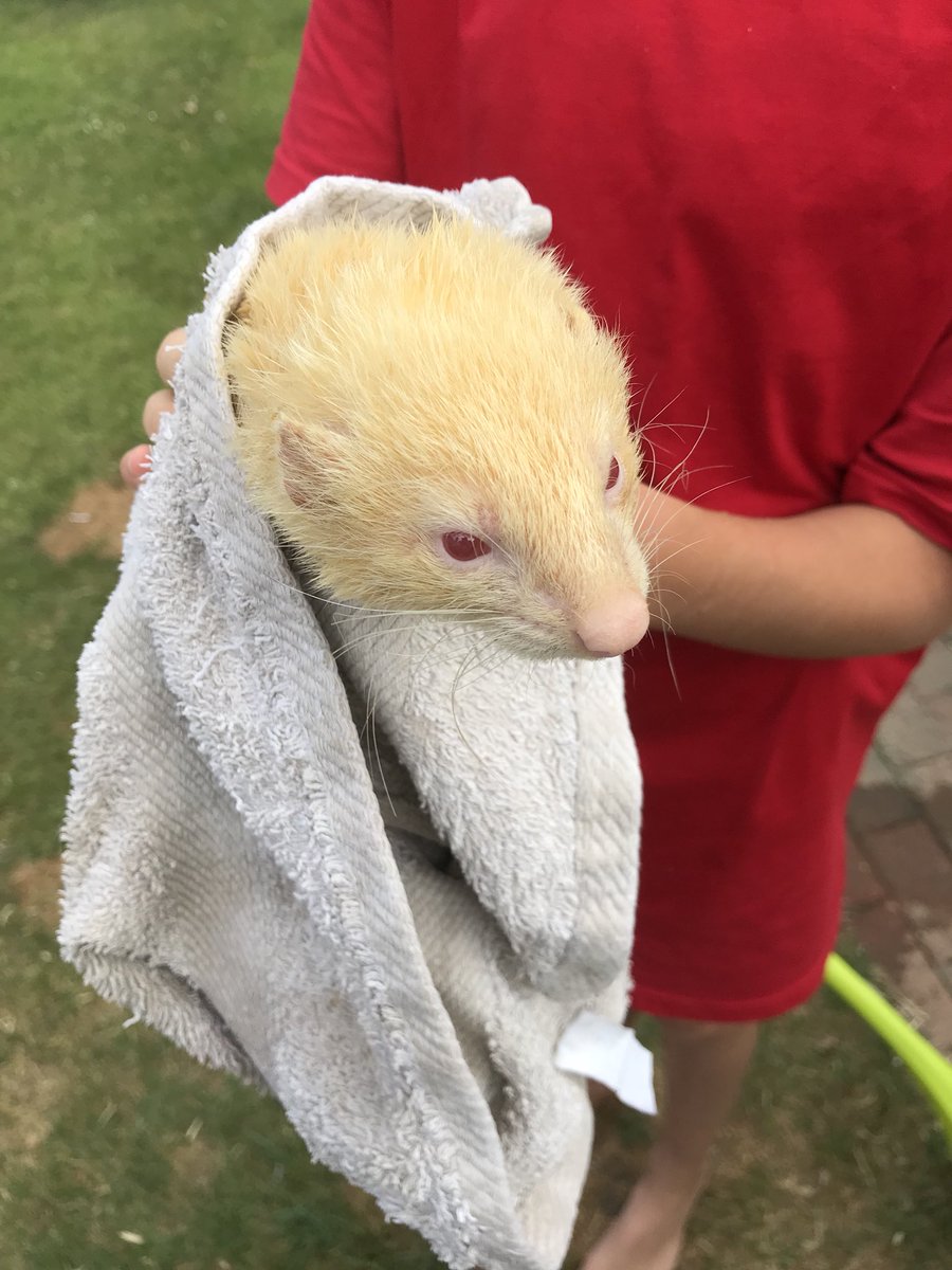 TwitchenFerrets's tweet photo. This weeks rescue ‘Custard’ had had a bath, all his fleas are dead &amp; ticks are gone, yeast! https://t.co/S8ApjEtS1T