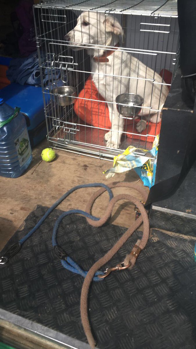 This little fella was left locked in the back of a van today in 26 degree heat at the Bray groove festival. Gardaí managed to get into the van and rescue the dog. Please don’t leave animals locked in vehicles on hot days.