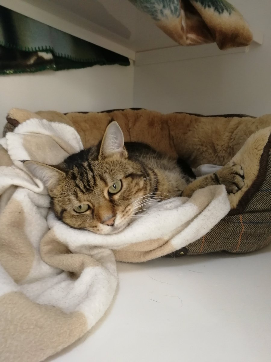 RSPCASouthport's tweet photo. Marple is a sweet 8 year old looking for a quiet forever home, she needs a little time to settle in but she can be very affectionate when she knows you #catsoftwitter #adoptdontshop #tabby #cat https://t.co/kEEsuy3zVm