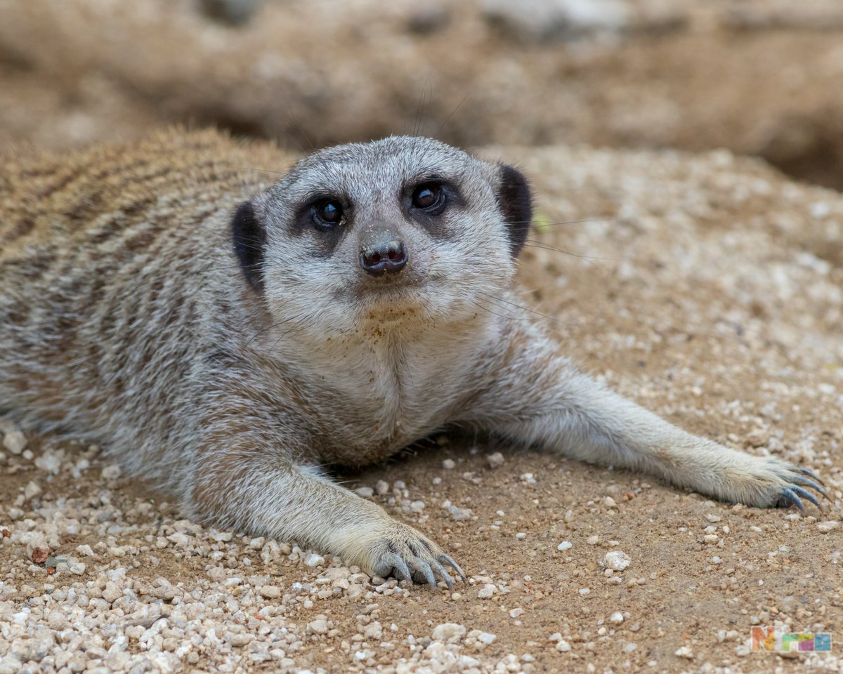 ニラオ この可愛い生物を見て 東武動物公園 ニラオ この可愛い生物を見て 東武動物公園