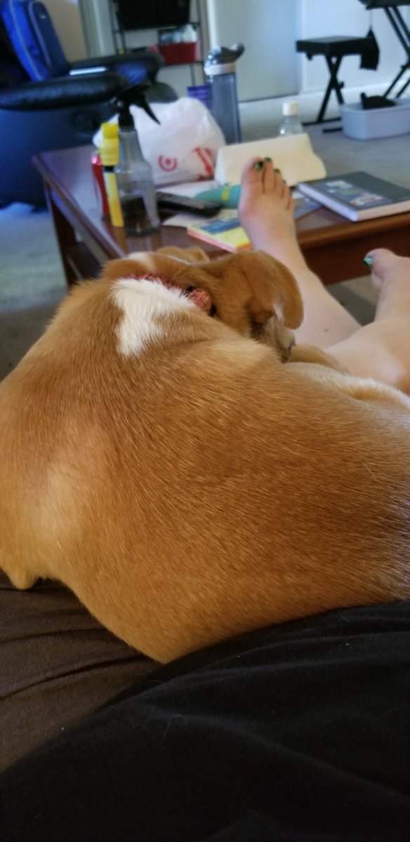missus_gregory's tweet photo. A little Pupper Time before we leave for the airport. #SDE2018 #SDEevents https://t.co/lcMDlG09PC