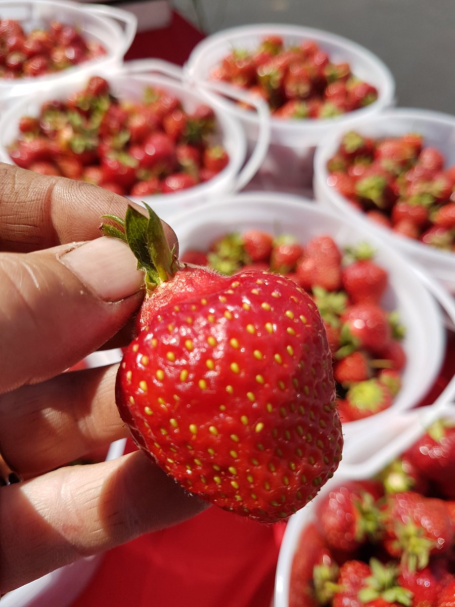 OMG It's U-pick Strawberry Time at Prairie Gardens Bon Accord! C'mon out berry pickers! <a href="/ExploreEdmonton/">Explore Edmonton</a> <a href="/yegfamily/">Edmonton Family</a>