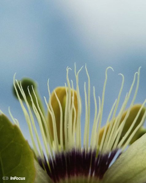 InFocus_IN's tweet image. Pursue your passion for photography like @sabeer08 did on his #InFocusVision3Pro!
(1/2)