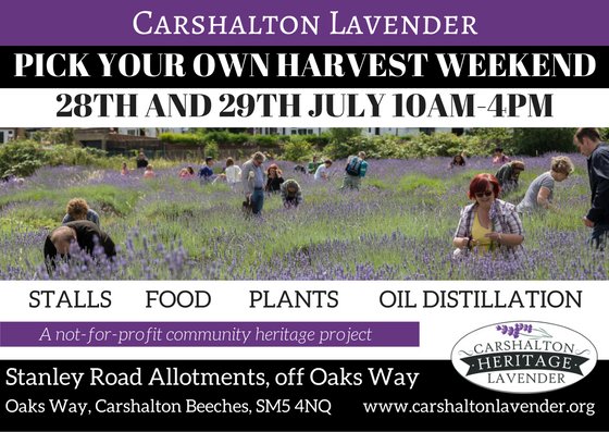 Hello everyone! We've been a bit quiet on here as we're busy getting the field ready for our Pick Your Own Harvest 28th &amp; 29th July - hope to see you there :) #Carshalton #lavender