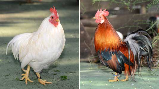 東京ズーネット 公式 V Twitter ニワトリの学名 ガッルス ガッルス ドメスティクス とりあえず強そう