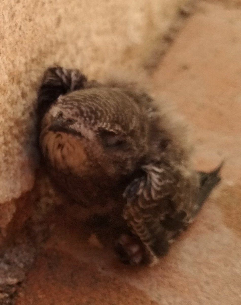 Les Parasites On Twitter At Lpofrance Jai Ce Petit Oiseau