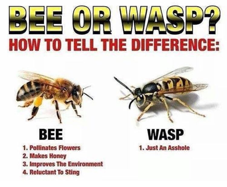 Chart Of Bees And Wasps