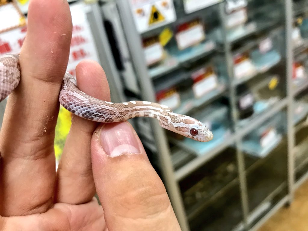 ペポニ インター店 コーンスネーク アイス 淡い色合いに赤目がキュートなモルフ 最近暑いのでピッタリですね この夏いかが コーンスネーク アイス オーシマ T Co Htpqnlws4h Twitter