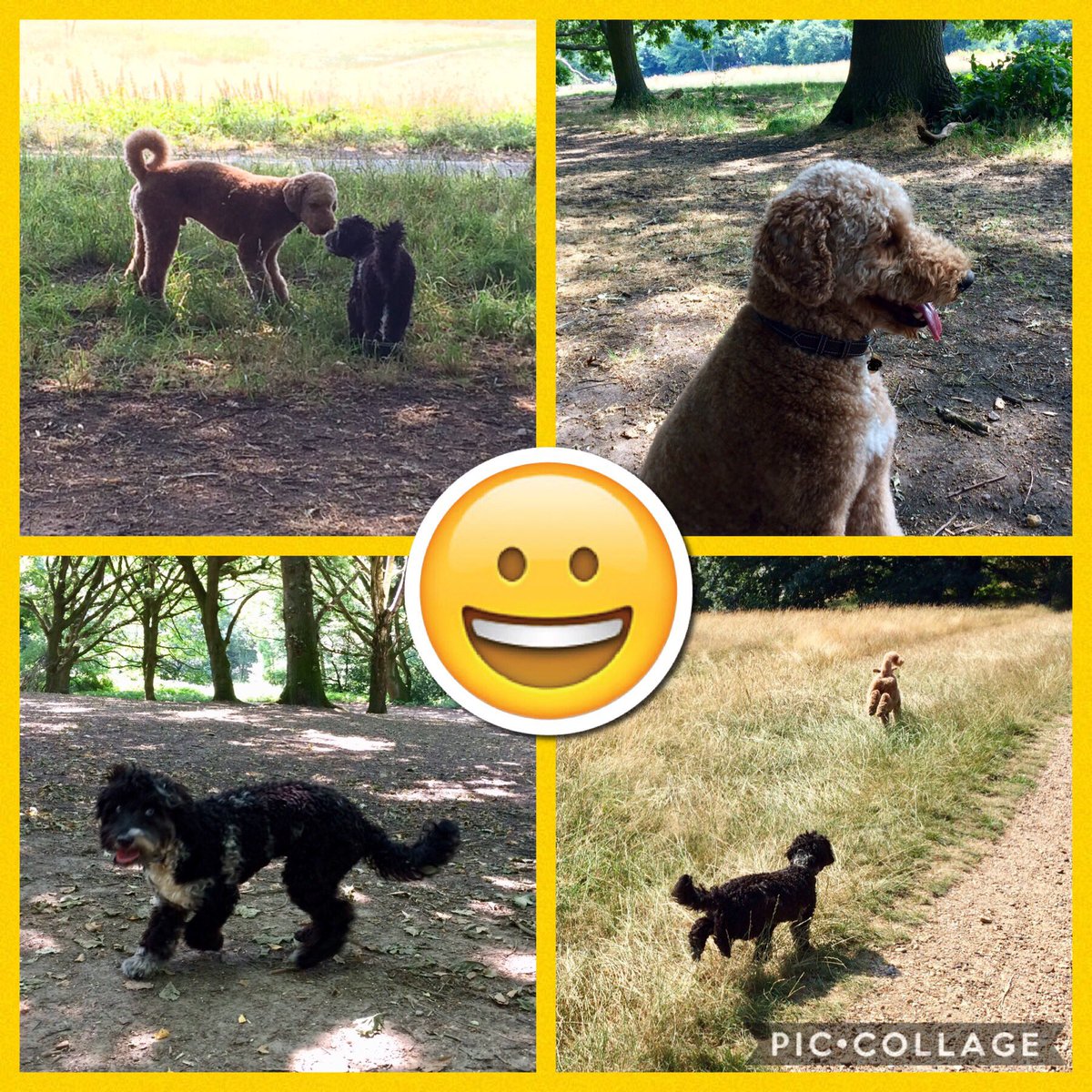 So much fun on Hampstead Heath this morning! ☀️

✅ Top Tip: In this hot weather, plan walks for cooler parts of the day, take lots of water &amp; test heat of the floor with the *back* of your hand. (Too hot for your hand? Too hot for paws!) #hampsteadheath <a href="/CityCorpHeath/">Hampstead Heath</a>