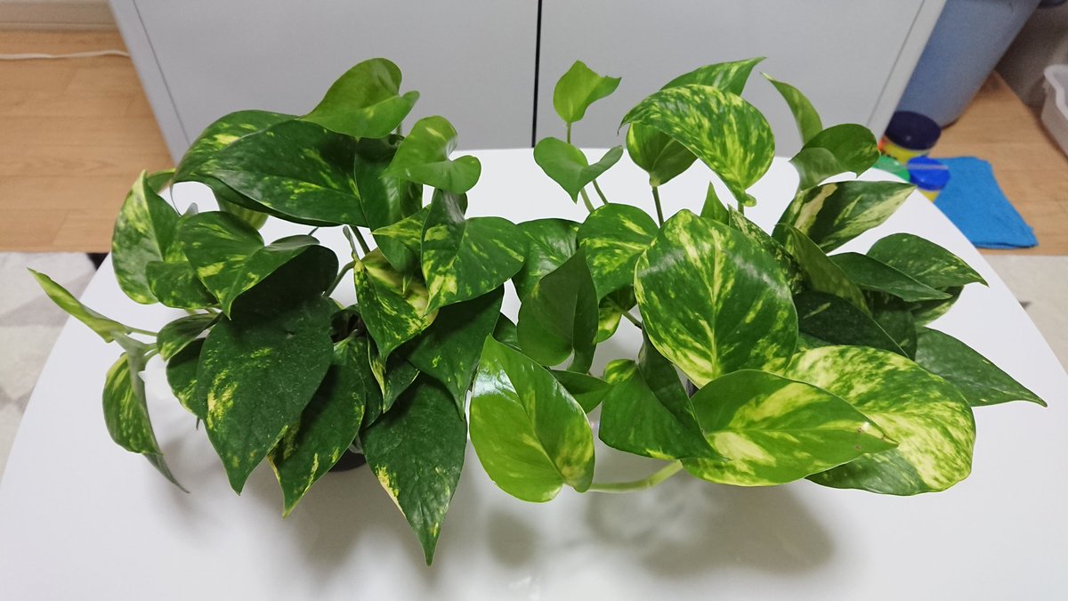 Mamoru Na Twitteru ポトスを買いました 水槽に使います 熱帯魚 アクアリウム