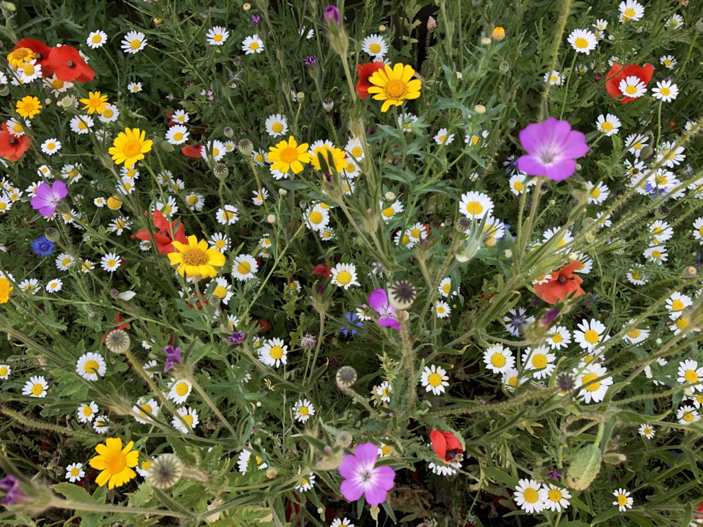 Better late than never . . . especially for the bees , butterflies and bugs . Yesterday was #NationalMeadowsDay so here’s my modest effort - it’s not big , but it’s a lot ‘cleverer’ than a boring lawn ! #meadows #bringbackthemeadows