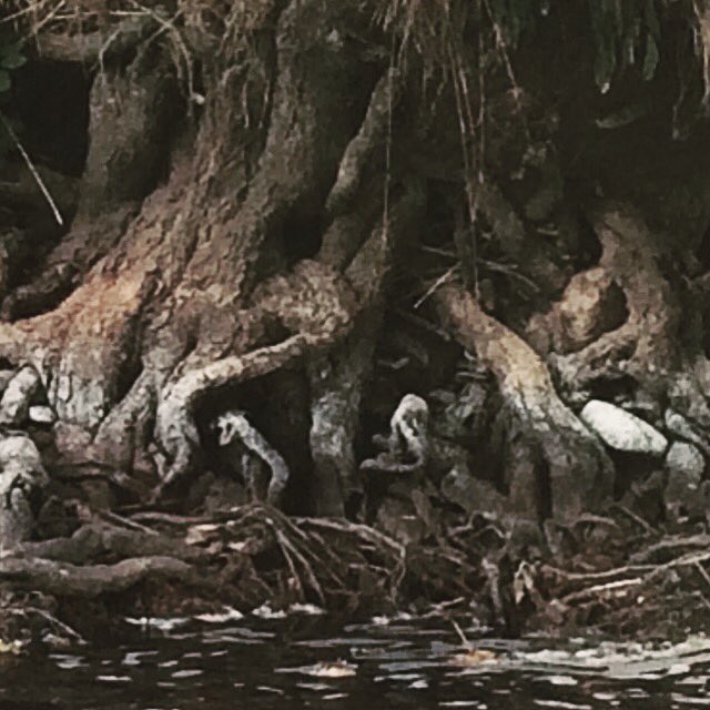 theacornhut's tweet image. With the water levels so low, looks like Yoda’s house has been exposed! #Yodashouseitis #rainneeded @theacornhut #knarledroots #river #roots